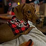 dog, dachshund, pet, bandana, plaid_bandana, red_black_plaid, christmas_text, cozy_blanket, blanket, indoor, bokeh_lights, shallow_depth_of_field, portrait, close_up, brown_fur, looking_to_side, cute, small_dog, living_room, holiday_season