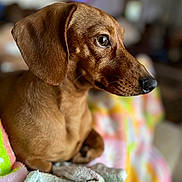 Scooter is registered to the contest to win money with this photo: dog, dachshund, pet, portrait, close_up, brown_coat, shiny_eye, nose, ear, whiskers, indoor, bokeh, shallow_depth_of_field, blanket, cozy, sitting, looking_away, cute, domestic_animal, fur