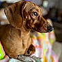 dog, dachshund, pet, portrait, close_up, brown_coat, shiny_eye, nose, ear, whiskers, indoor, bokeh, shallow_depth_of_field, blanket, cozy, sitting, looking_away, cute, domestic_animal, fur