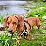 dog, dachshund, pet, leash, harness, grass, river, water, rocks, outdoors, nature, portrait, shallow_depth_of_field, foreground, blurred_background, brown_coat, tiny_legs, short_legs, close_up, walking