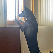 Mollie is registered to the contest to win money with this photo: dog, black_dog, window, indoor, curious, standing, paws, windowsill, table, mug, box, light, vertical_blinds, furniture, wall, power_outlet, sunlight, pet, looking_out, domestic