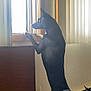 dog, black_dog, window, indoor, curious, standing, paws, windowsill, table, mug, box, light, vertical_blinds, furniture, wall, power_outlet, sunlight, pet, looking_out, domestic