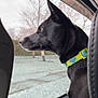 Mollie joined the competition — help win amazing prizes! dog, black_dog, collar, car_interior, window, snow, outdoor, animal, pet, side_view, thoughtful, winter, seat, nature, looking_out, fur, ears, muzzle, daytime, travel