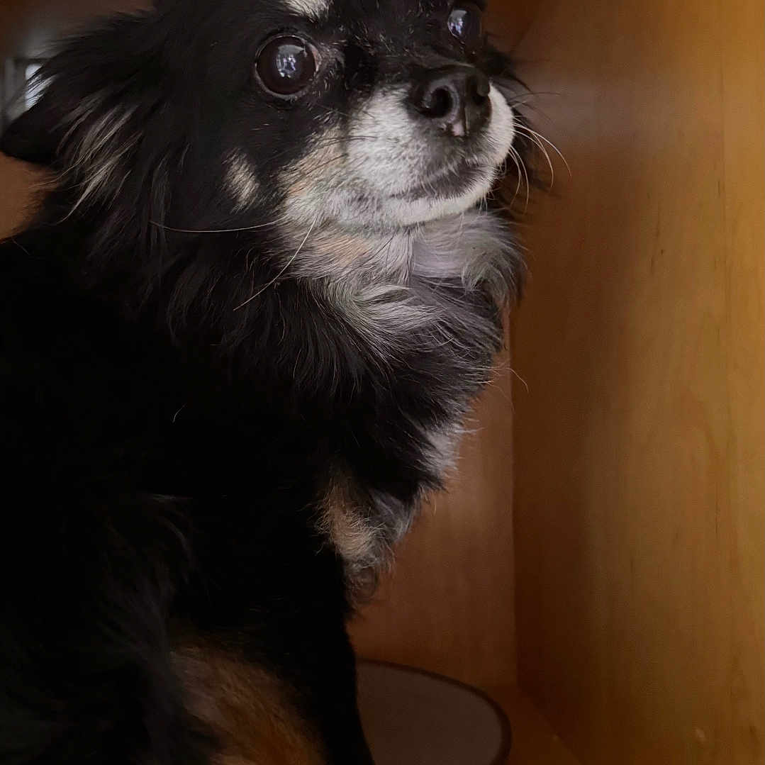 Mojito a rejoint le concours — aidez-le/la à gagner de superbes lots ! animal, black_fur, canine, chihuahua, close_up, curious, dog, ears, eyes, fur, indoor, looking_away, paw, pet, sitting, small_dog, snout, tan_fur, whiskers, wooden_cabinet