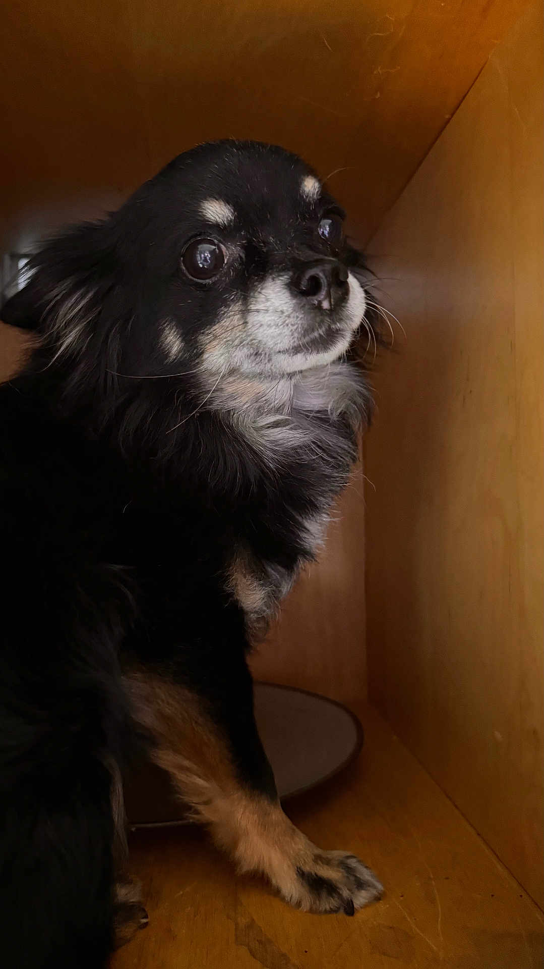 Mojito a rejoint le concours — aidez-le/la à gagner de superbes lots ! dog, chihuahua, black_fur, tan_fur, pet, indoor, wooden_cabinet, curious, small_dog, paw, fur, animal, canine, close_up, looking_away, sitting, ears, whiskers, snout, eyes