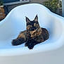 cat, tortoiseshell_cat, pet, animal, feline, fluffy_tail, white_chair, modern_furniture, outdoor, garden, plant, window, brick_wall, relaxing, sitting, fur, ears, yellow_eyes, daylight, calm