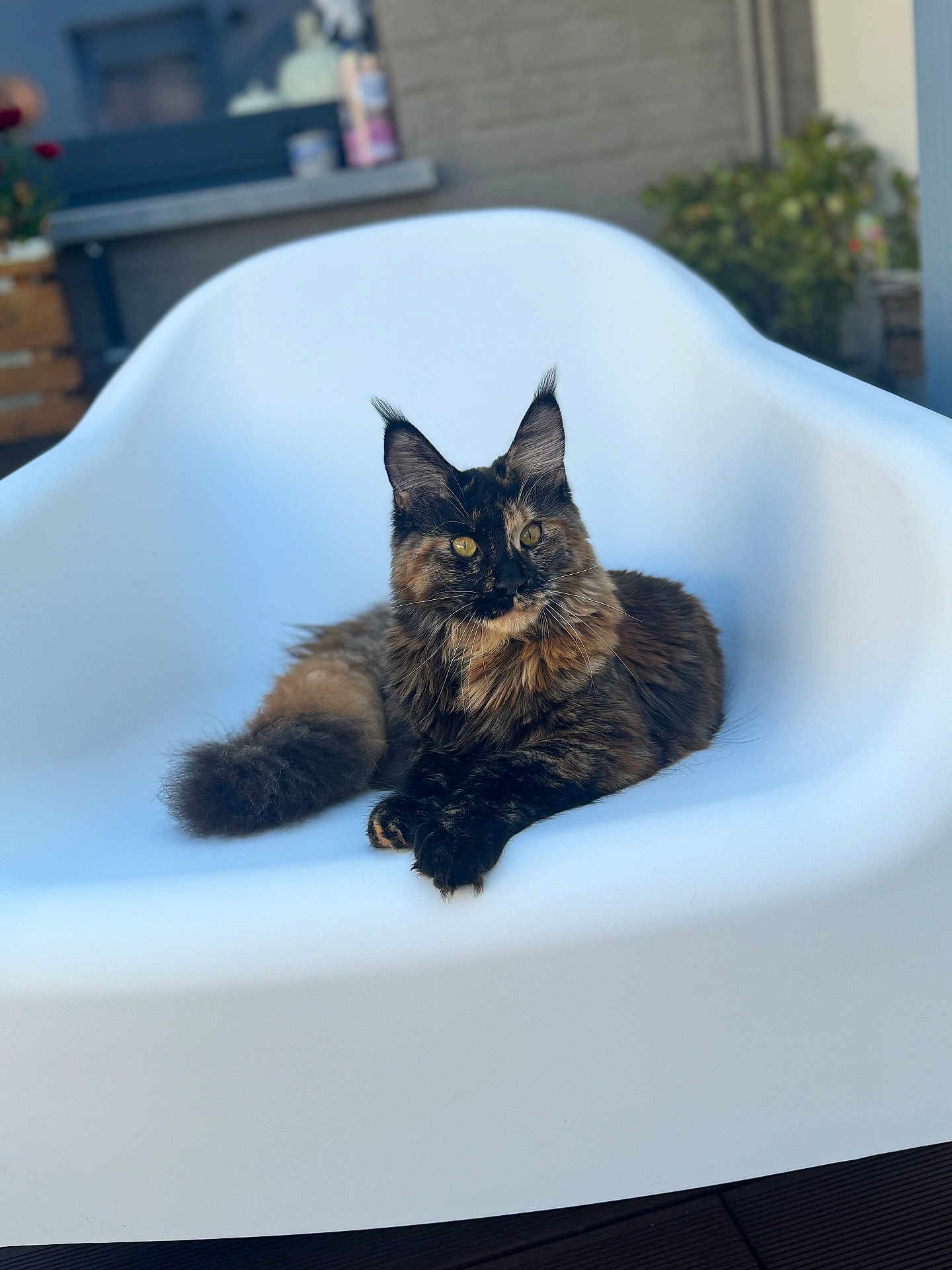 Luna