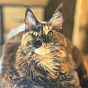 Luna participe au concours pour gagner de l'argent avec cette photo : cat, tortoiseshell, fluffy, pet, animal, indoor, feline, fur, whiskers, ears, eyes, portrait, closeup, curious, alert, domestic, mammal, cute, sitting, soft_light