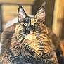 cat, tortoiseshell, fluffy, pet, animal, indoor, feline, fur, whiskers, ears, eyes, portrait, closeup, curious, alert, domestic, mammal, cute, sitting, soft_light