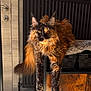Luna participe au concours pour gagner de l'argent avec cette photo : cat, tortoiseshell, fluffy_fur, indoor, wooden_cabinet, relaxed, sunlight, radiator, pet, animal, feline, long_hair, orange_black_fur, domestic_cat, resting, cozy, home, front_legs, whiskers, tail