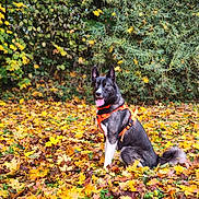 Bounty a rejoint le concours — aidez-le/la à gagner de superbes lots ! dog, animal, autumn, fall_leaves, orange_harness, outdoor, nature, greenery, sitting, canine, pet, happy, tongue_out, forest, leaf_litter, fall, black_and_white, fur, playful, park