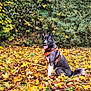 dog, animal, autumn, fall_leaves, orange_harness, outdoor, nature, greenery, sitting, canine, pet, happy, tongue_out, forest, leaf_litter, fall, black_and_white, fur, playful, park