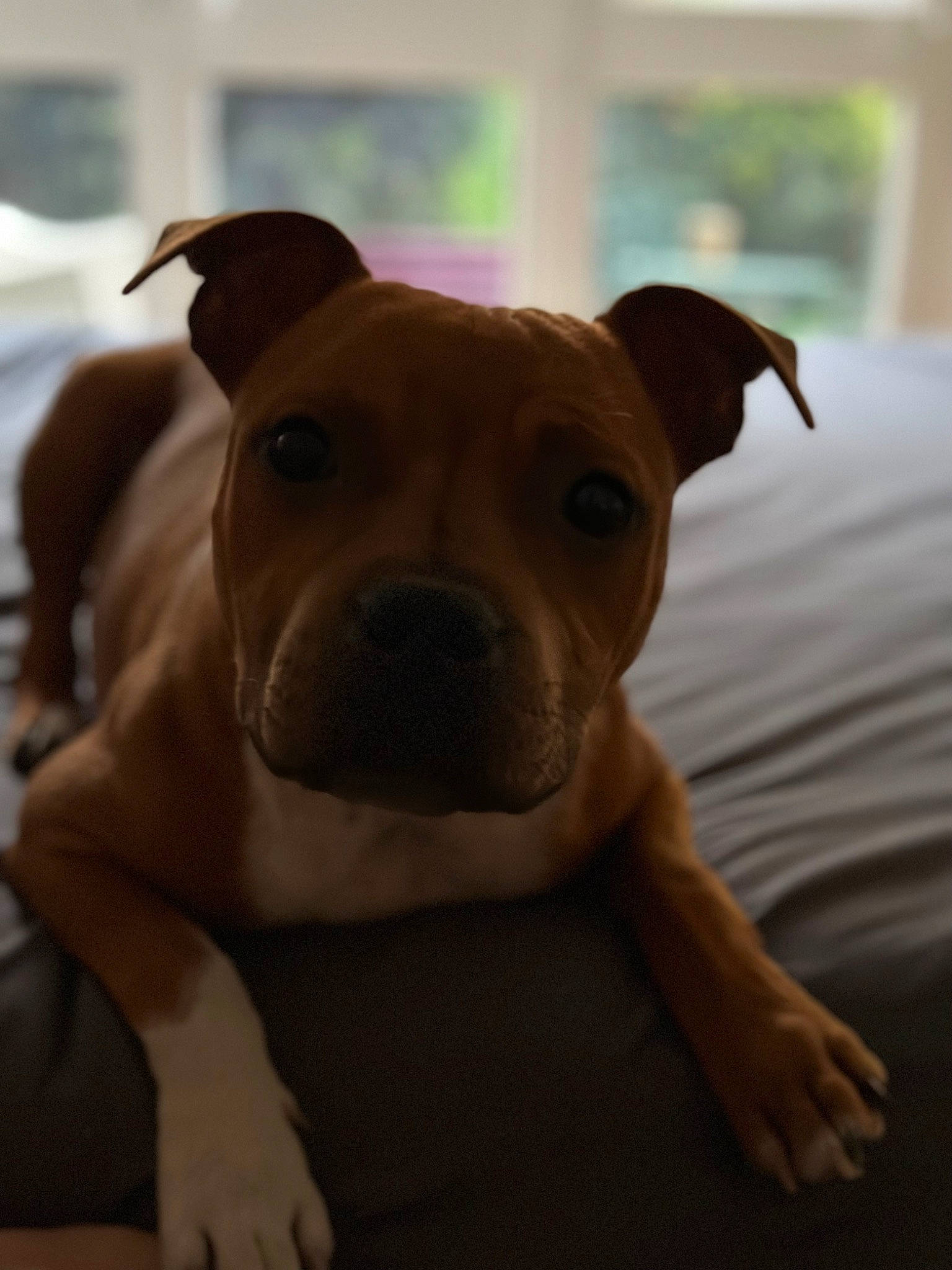 Joca participe au concours pour gagner de l'argent avec cette photo : canidae, carnivore, collar, comfort, companion_dog, dog, dog_breed, dog_collar, fawn, guard_dog, molosser, pet_supply, snout, terrestrial_animal, toy_dog, whiskers, wood, working_animal, working_dog, wrinkle