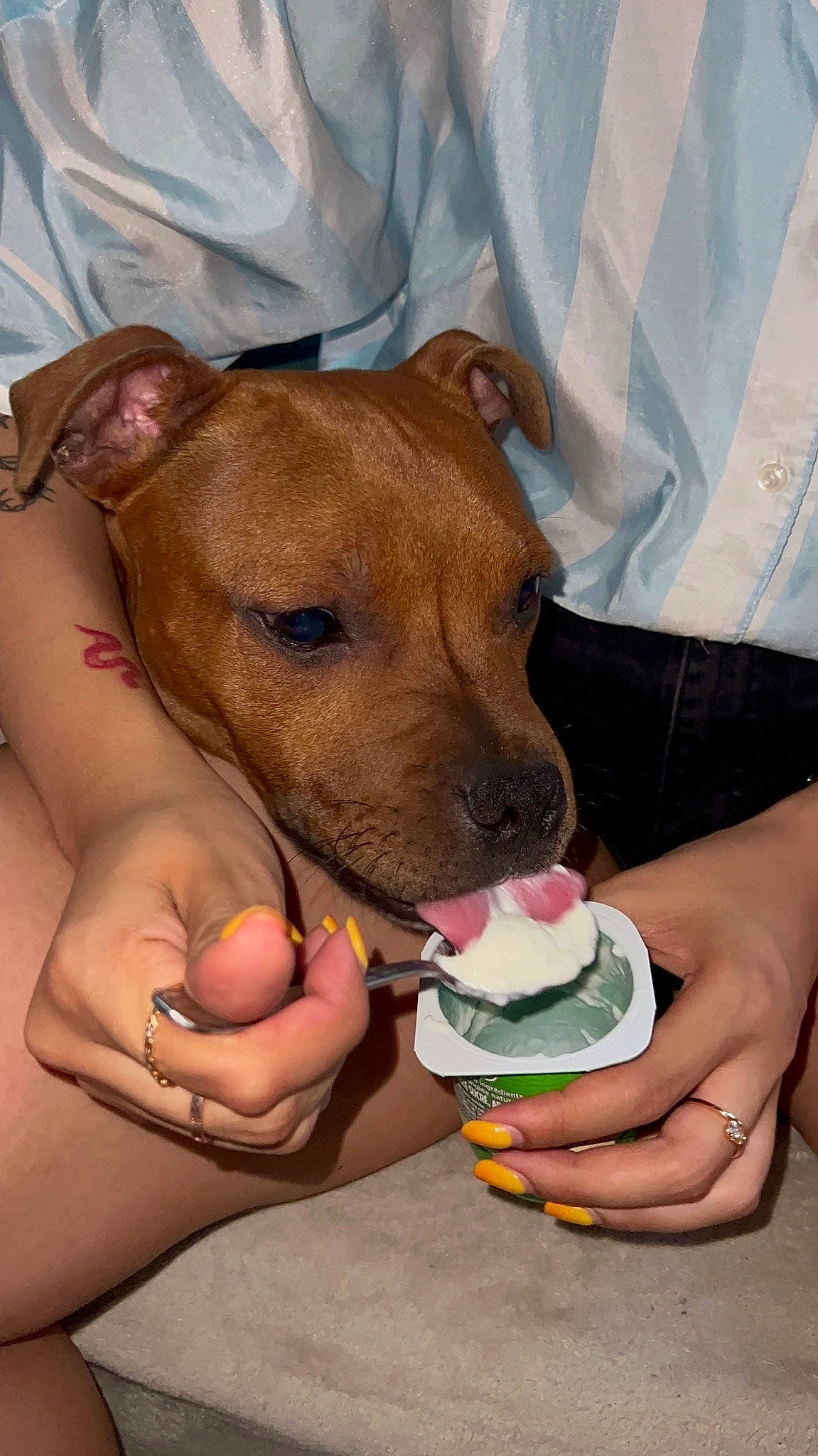 Joca a rejoint le concours — aidez-le/la à gagner de superbes lots ! canidae, carnivore, collar, companion_dog, dog, dog_breed, dog_supply, drinking, fawn, finger, food, ice_cream, nail, non_sporting_group, paw, snout, sporting_group, sweetness, thumb, whiskers