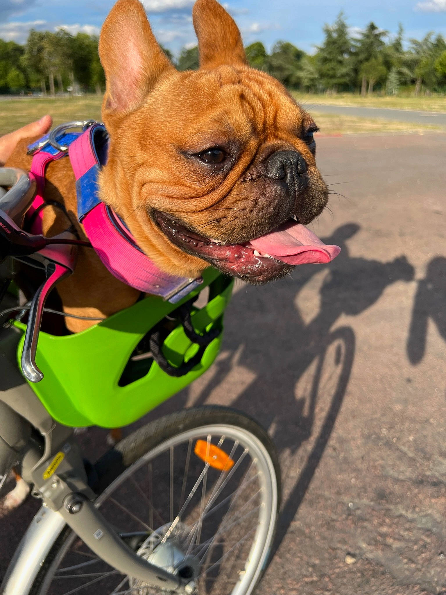 Afa a rejoint le concours — aidez-le/la à gagner de superbes lots ! bicycle, bicycle_frame, bicycle_handlebar, bicycle_tire, bicycle_wheel_rim, bicycles_equipment_and_supplies, bulldog, carnivore, cloud, collar, dog, fawn, grass, plant, sky, sunglasses, tire, tree, vehicle, wheel