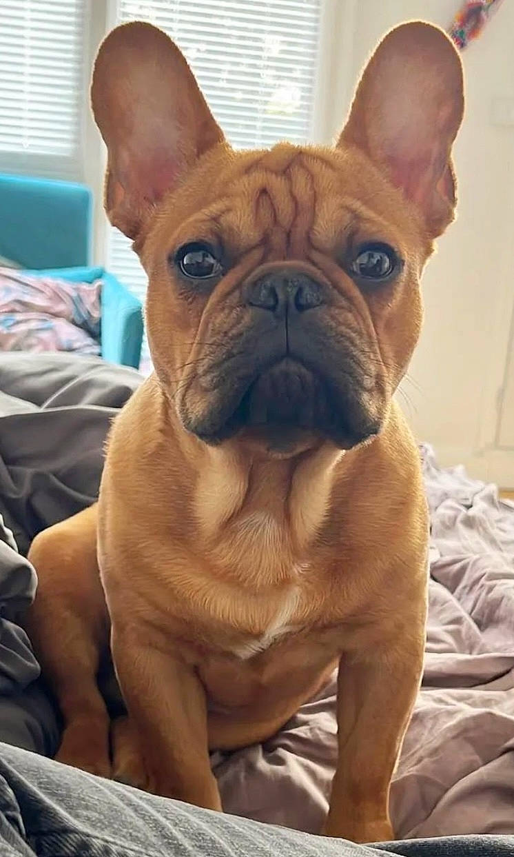 Afa participe au concours pour gagner de l'argent avec cette photo : bulldog, canidae, carnivore, comfort, companion_dog, dog, dog_breed, ear, fawn, french_bulldog, molosser, non_sporting_group, old_english_bulldog, snout, sporting_group, terrestrial_animal, toy_dog, whiskers, working_animal, wrinkle