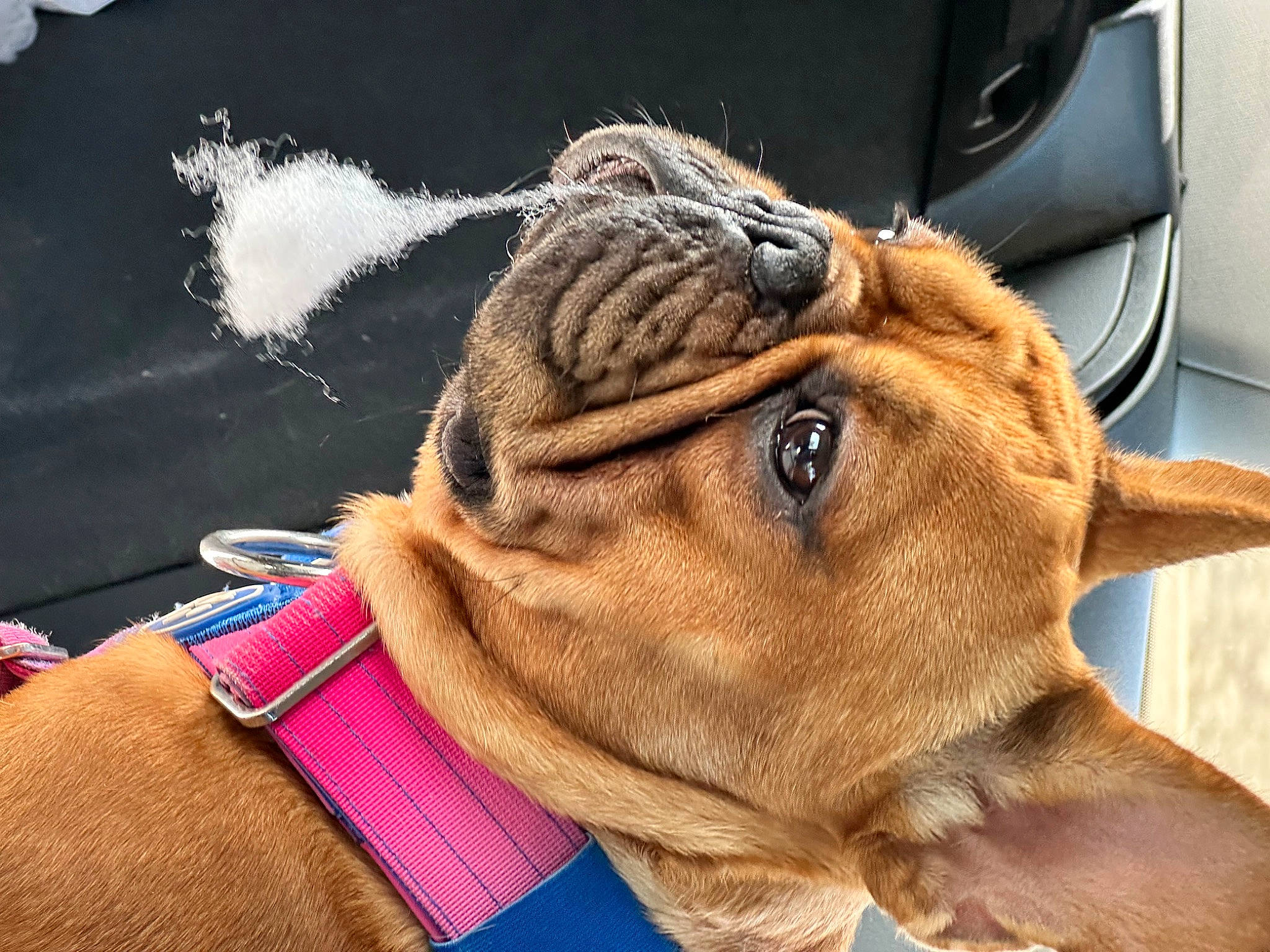 Afa a rejoint le concours — aidez-le/la à gagner de superbes lots ! carnivore, companion_dog, dog, dog_breed, dog_collar, ear, electric_blue, eye, eyewear, fawn, fur, head, human_body, leash, liver, personal_protective_equipment, snout, whiskers, working_animal, wrinkle