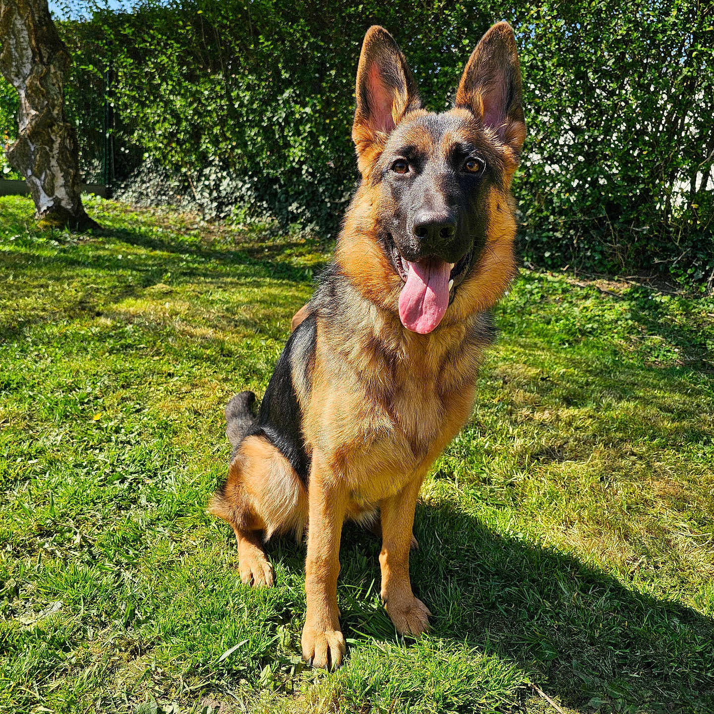 Vaiana participe au concours pour gagner de l'argent avec cette photo : animal, canine, dog, field, germanshepherd, grass, grassland, nature, outdoors, pet, plant, policedog, puppy, tree, yard