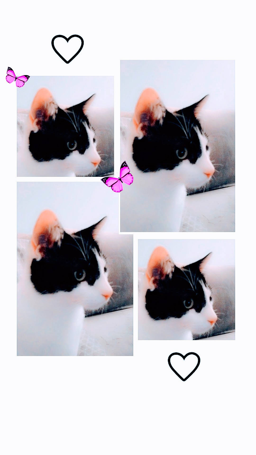 Nino participe au concours pour gagner de l'argent avec cette photo : art, black, carnivore, cat, comfort, domestic_short_haired_cat, fashion_accessory, felidae, font, fur, magenta, mammal, paw, product, small_to_medium_sized_cats, snapshot, tail, vertebrate, whiskers, white