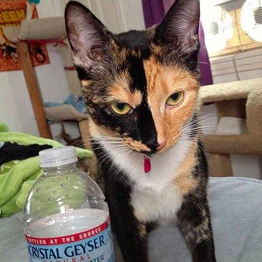 Calypso