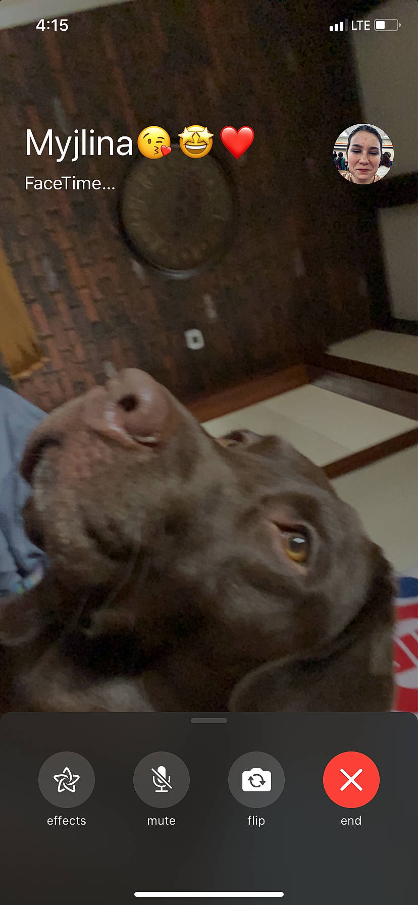 Charlie is registered to the contest to win money with this photo: american_pit_bull_terrier, canidae, carnivore, dog, dog_breed, fawn, liver, photo_caption, pointing_breed, puppy, snout, sporting_group, vizsla, weimaraner