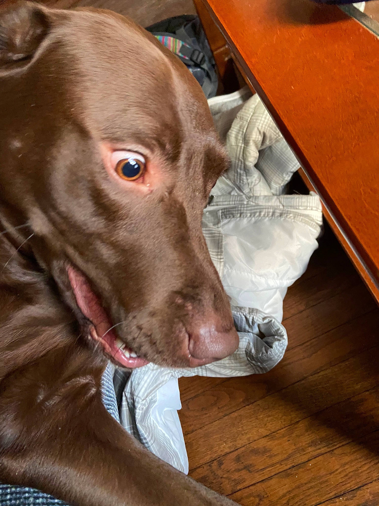 Charlie is registered to the contest to win money with this photo: blue_lacy, canidae, carnivore, dog, dog_breed, ear, fawn, liver, mammal, nose, pointing_breed, snout, sporting_group, vertebrate, vizsla, weimaraner, whiskers