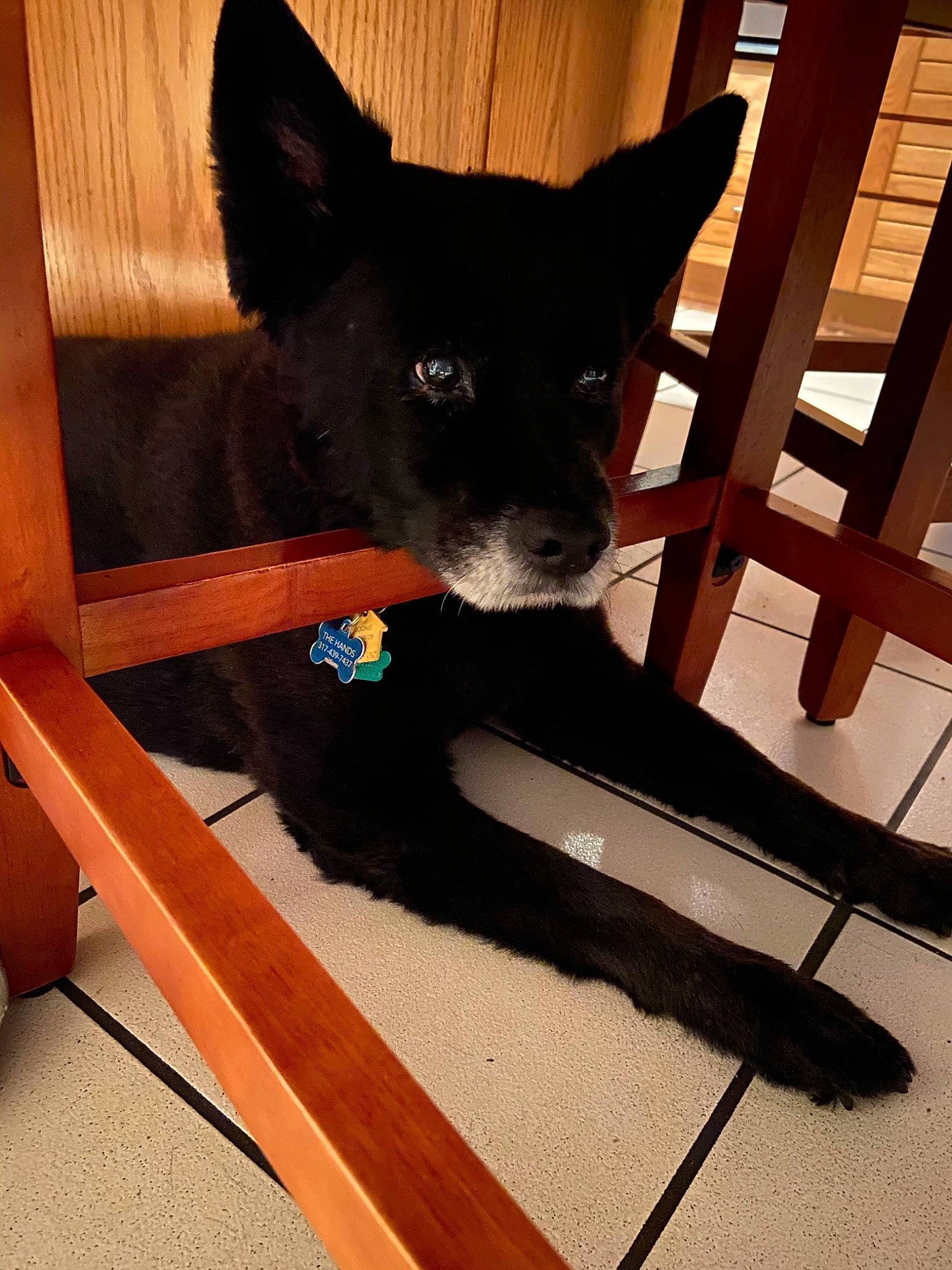 Goonie joined the competition — help win amazing prizes! canidae, carnivore, dog, dog_breed, ear, mammal, non_sporting_group, schipperke, vertebrate