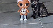 Smile participe au concours pour gagner de l'argent avec cette photo : animal, blackcat, cat, clothing, couch, doll, face, figurine, footwear, furniture, head, indoors, kitten, manx, mascot, person, pet, shoe, slate, toy