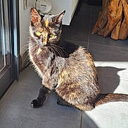 Smile a rejoint le concours — aidez-le/la à gagner de superbes lots ! cat, animal, pet, sitting, portrait, sunlight, shadow, indoors, doorway, tile_floor, black_cat, brown_coat, green_eyes, whiskers, ears, tail, home, furniture, bright_light, photography