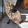 cat, animal, pet, sitting, portrait, sunlight, shadow, indoors, doorway, tile_floor, black_cat, brown_coat, green_eyes, whiskers, ears, tail, home, furniture, bright_light, photography