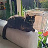Smile participe au concours pour gagner de l'argent avec cette photo : cat, black_cat, pet, animal, feline, sitting, lounging, armchair, indoors, window, sunlight, houseplants, cactus, succulent, potted_plant, greenery, garden, home, portrait, relaxed