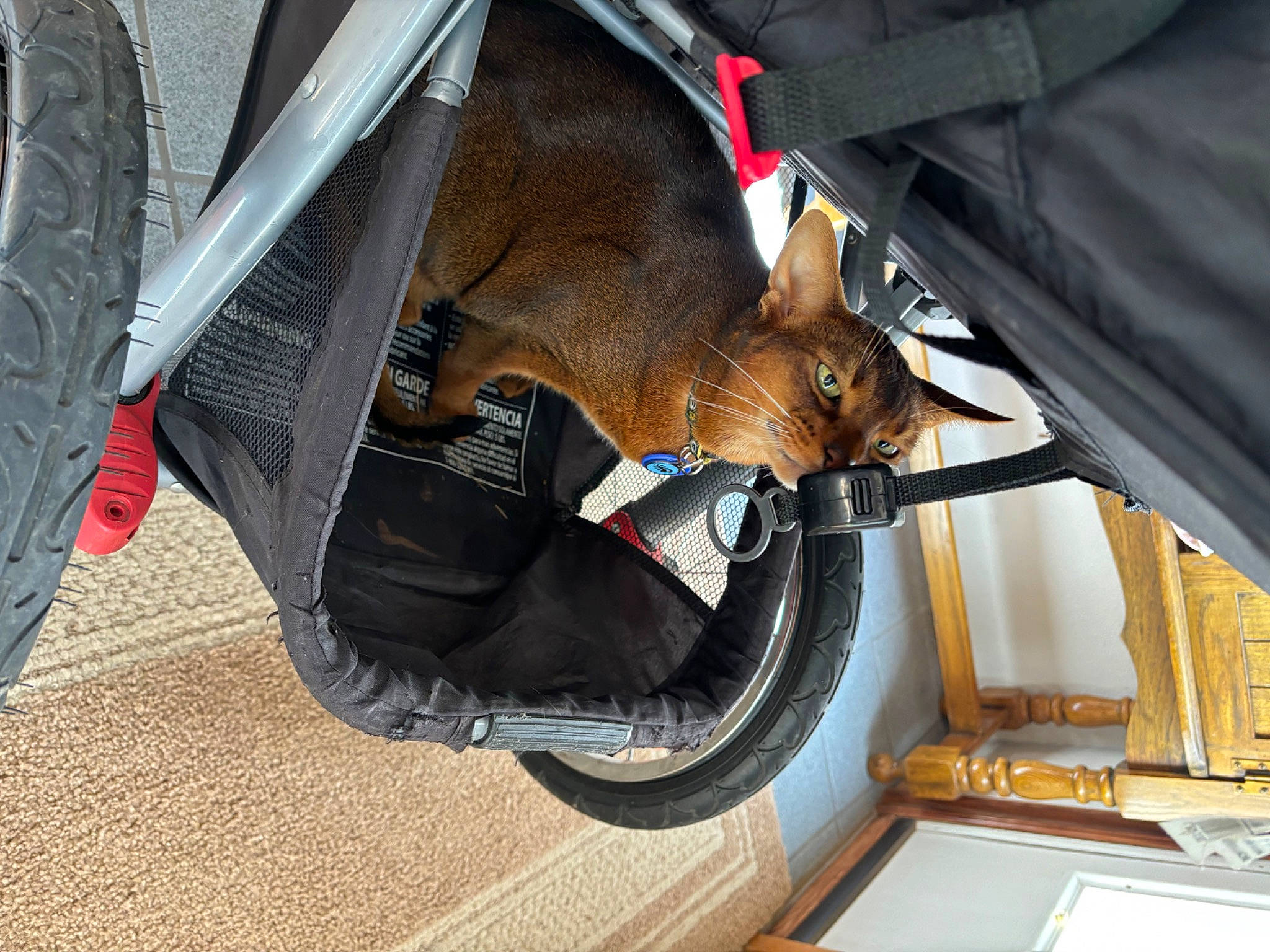 Luca joined the competition — help win amazing prizes! automotive_lighting, automotive_tire, bag, bicycle, bicycle_tire, bicycle_wheel, carnivore, cat, comfort, fawn, felidae, fender, luggage_and_bags, motor_vehicle, small_to_medium_sized_cats, snout, tire, vehicle, wheel, whiskers