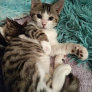 Barbidou a rejoint le concours — aidez-le/la à gagner de superbes lots ! cat, kitten, two_cats, tabby, white_cat, brown_cat, animal, pet, cuddling, sleeping, sitting, lying_down, fluffy, fur, paws, whiskers, ears, blue_blanket, cozy, cute