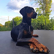 Amaya a rejoint le concours — aidez-le/la à gagner de superbes lots ! animal, canine, clouds, collar, doberman, dog, fence, grass, greenery, laying, nature, outdoor, paw, pet, portrait, relaxing, sky, summer, trampoline, tree