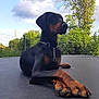 animal, canine, clouds, collar, doberman, dog, fence, grass, greenery, laying, nature, outdoor, paw, pet, portrait, relaxing, sky, summer, trampoline, tree