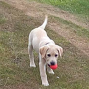Pyla participe au concours pour gagner de l'argent avec cette photo : animal, ball, canine, collar, cute, dog, ears, field, fun, grass, happy, mouth, nature, outdoor, pet, playing, puppy, tail, walking, young