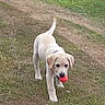 animal, ball, canine, collar, cute, dog, ears, field, fun, grass, happy, mouth, nature, outdoor, pet, playing, puppy, tail, walking, young