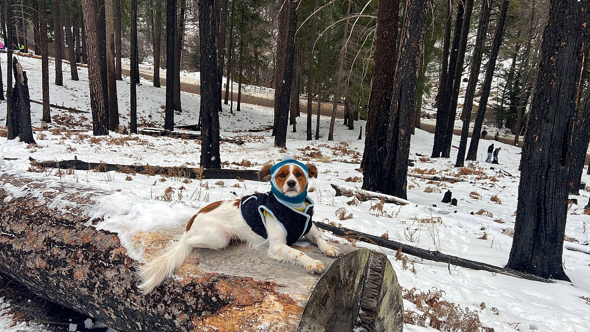 Falkor joined the competition — help win amazing prizes! ball, bench, companion_dog, dog, dog_breed, forest, freezing, frost, grove, natural_landscape, people_in_nature, plant, recreation, snow, temperate_broadleaf_and_mixed_forest, tree, trunk, winter, wood, woodland