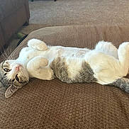 Cami is registered to the contest to win money with this photo: cat, indoor, brown_couch, carpet, relaxed, lying_down, white_and_gray_cat, pet, feline, whiskers, tail, ears, paws, home, cozy, resting, fur, looking, cute, comfortable