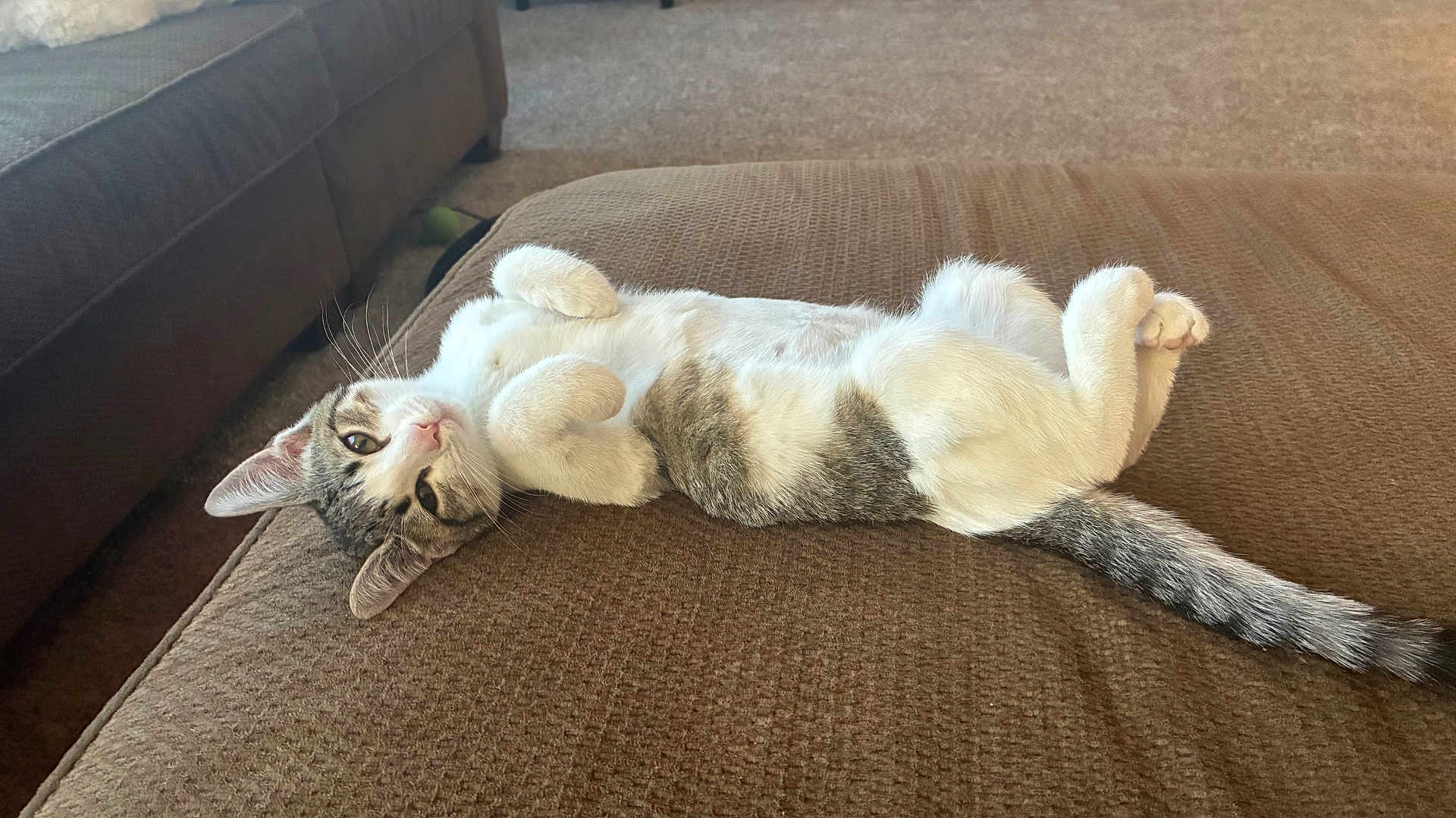 Cami is registered to the contest to win money with this photo: cat, indoor, brown_couch, carpet, relaxed, lying_down, white_and_gray_cat, pet, feline, whiskers, tail, ears, paws, home, cozy, resting, fur, looking, cute, comfortable