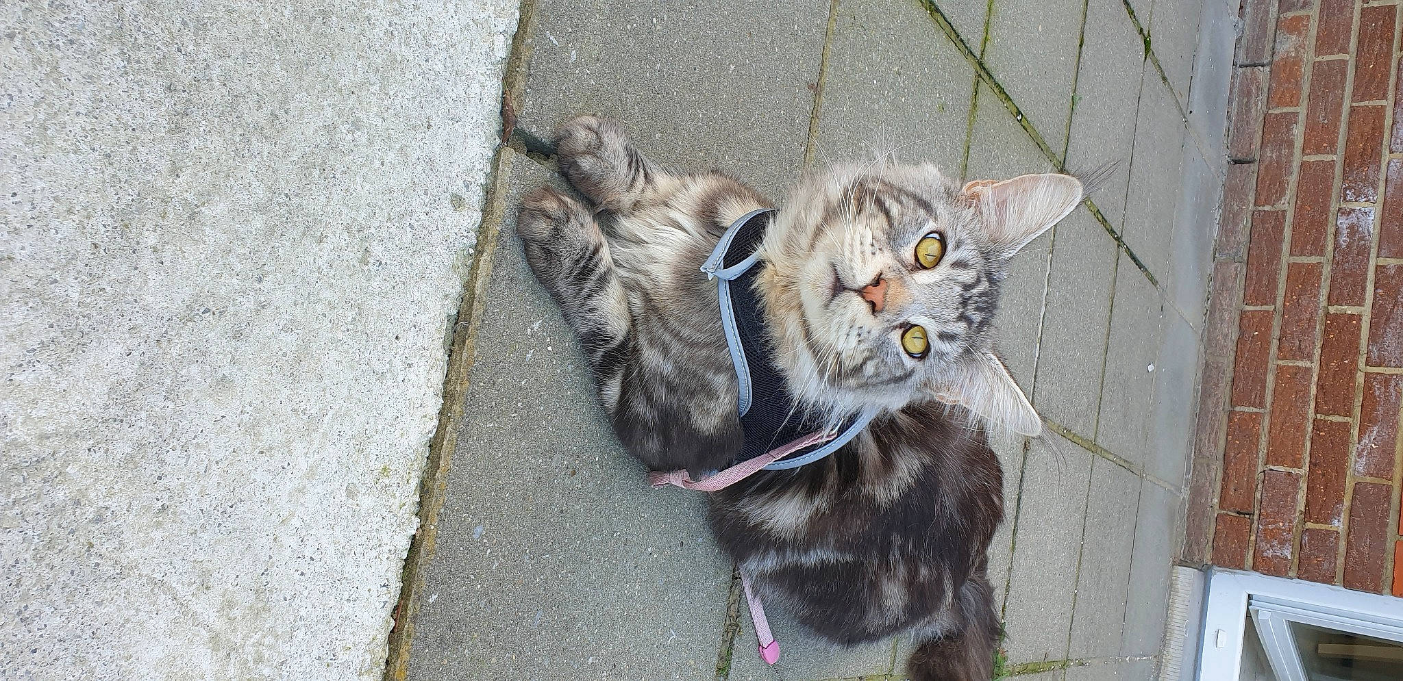 Rossi participe au concours pour gagner de l'argent avec cette photo : asphalt, carnivore, cat, claw, collar, concrete, domestic_short_haired_cat, felidae, fur, grey, paw, road_surface, sidewalk, small_to_medium_sized_cats, snout, tail, terrestrial_animal, whiskers, wildlife