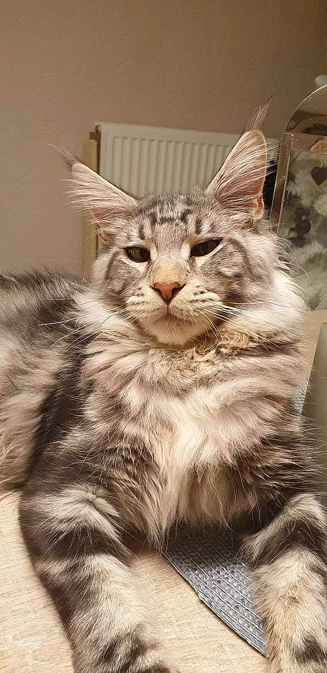 Rossi a rejoint le concours — aidez-le/la à gagner de superbes lots ! art, carnivore, cat, claw, domestic_short_haired_cat, eye, felidae, fur, maine_coon, monochrome, monochrome_photography, paw, small_to_medium_sized_cats, snout, tail, terrestrial_animal, whiskers, wildlife