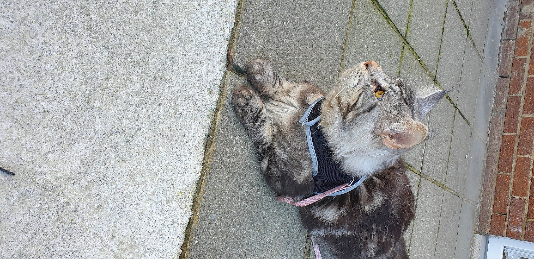 Rossi participe au concours pour gagner de l'argent avec cette photo : asphalt, carnivore, cat, collar, concrete, dog_breed, dog_collar, domestic_short_haired_cat, felidae, fur, grey, leash, road_surface, sidewalk, small_to_medium_sized_cats, tail, tar, terrestrial_animal, whiskers, working_animal