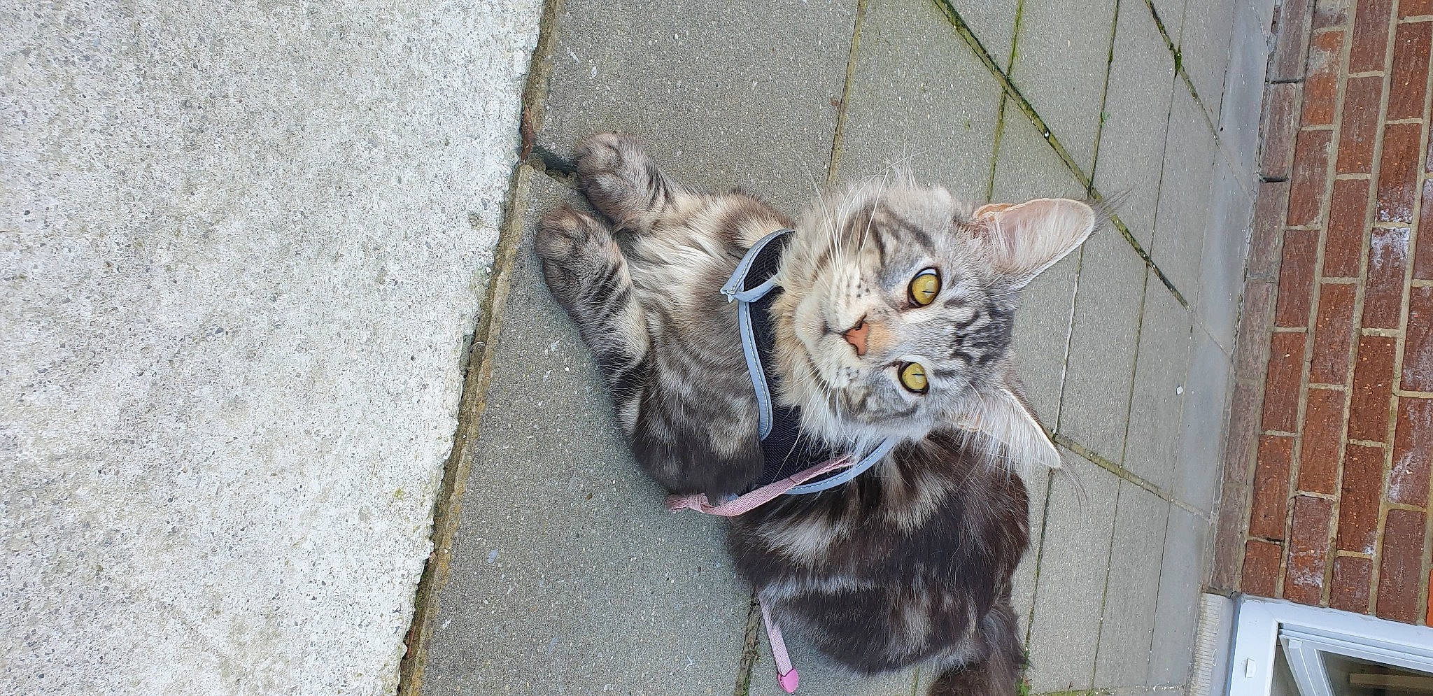 Rossi participe au concours pour gagner de l'argent avec cette photo : asphalt, carnivore, cat, claw, collar, concrete, domestic_short_haired_cat, eye, felidae, fur, grey, leash, road_surface, sidewalk, small_to_medium_sized_cats, snout, tail, tar, terrestrial_animal, whiskers