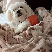 Romeo is registered to the contest to win money with this photo: dog, white_dog, small_dog, fluffy, long_hair, pet, animal, smiling, teeth, black_nose, sitting, blanket, bed, cozy, indoor, orange_ball, toy, portrait, relaxed, cute