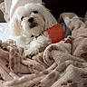 dog, white_dog, small_dog, fluffy, long_hair, pet, animal, smiling, teeth, black_nose, sitting, blanket, bed, cozy, indoor, orange_ball, toy, portrait, relaxed, cute