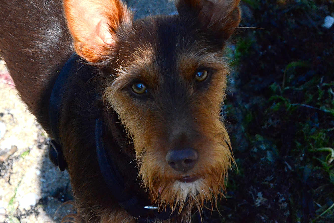 Uby a rejoint le concours — aidez-le/la à gagner de superbes lots ! dog, outdoor, animal, fur, ears, beard, brown, pet, nature, grass, sunlight, closeup, canine, collar, snout, alert, portrait, looking_up, whiskers, texture