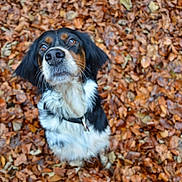Gwapa a rejoint le concours — aidez-le/la à gagner de superbes lots ! brittany, carnivoran, cavalier_king_charles_spaniel, companion_dog, dog, dog_breed, dog_breed_group, dog_like_mammal, puppy, snout, spaniel, sporting_group