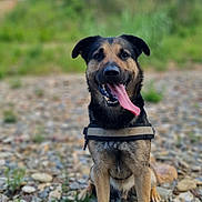 Darko a rejoint le concours — aidez-le/la à gagner de superbes lots ! dog, canine, animal, pet, sitting, tongue_out, happy, outdoor, rocks, nature, greenery, blurred_background, harness, brown_fur, black_fur, ears, face, portrait, daylight, grass