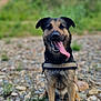 dog, canine, animal, pet, sitting, tongue_out, happy, outdoor, rocks, nature, greenery, blurred_background, harness, brown_fur, black_fur, ears, face, portrait, daylight, grass